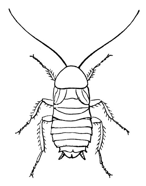 Cockroach Drawing at GetDrawings | Free download