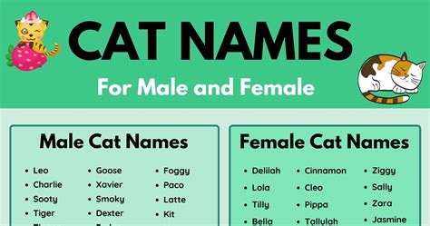 Cat Names: 70+ Most Popular Male and Female Cat Names • 7ESL