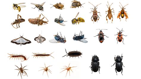 Explainer: Insects, arachnids and other arthropods