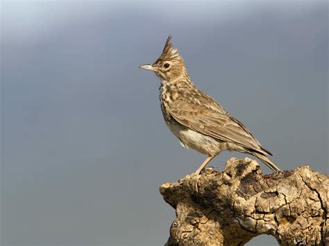 Skylark Bird Facts (Alauda arvensis) | Birdfact