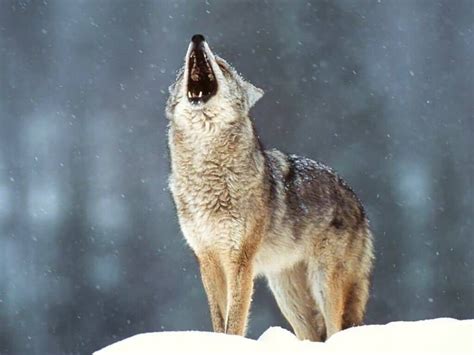 Howling At The moon - Wolves Wallpaper (7896863) - Fanpop