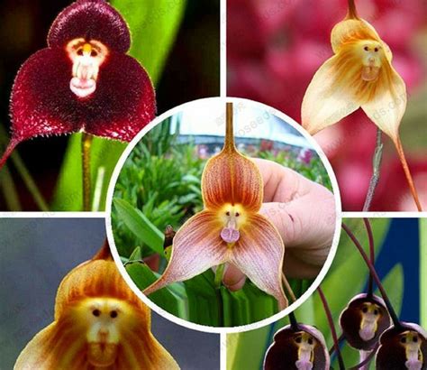 Assorted Monkey Face Orchid Plant Seed 100 SEEDS--BUY 4 ITEMS FREE ...