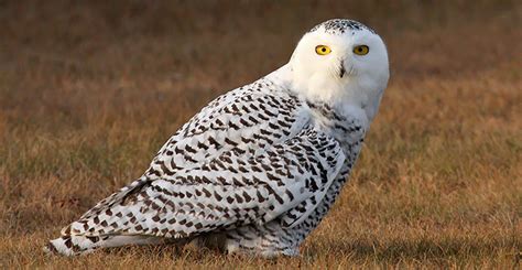 Snowy owl (Bubo scandiacus) | | Wisconsin DNR