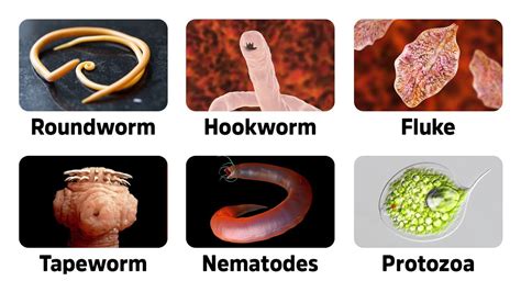 Parasite Worms In Humans