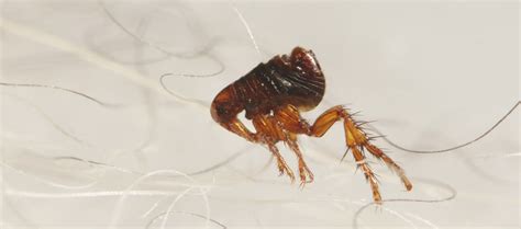 What Does a Flea Look Like?