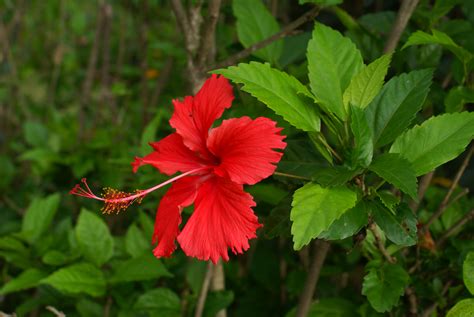 File:Hibiscus rosa-sinensis flower 2.JPG - Wikimedia Commons