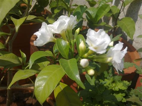 Plants Growing In My Potted Garden.: Crape Jasmine/Carnation Of India