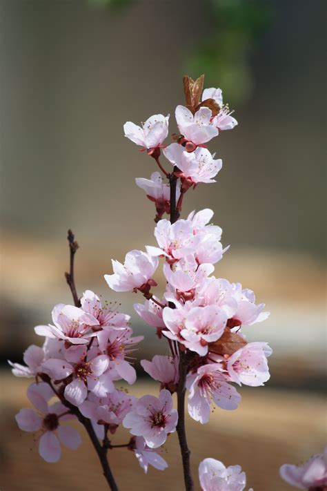 Plum Blossoms Picture | Free Photograph | Photos Public Domain