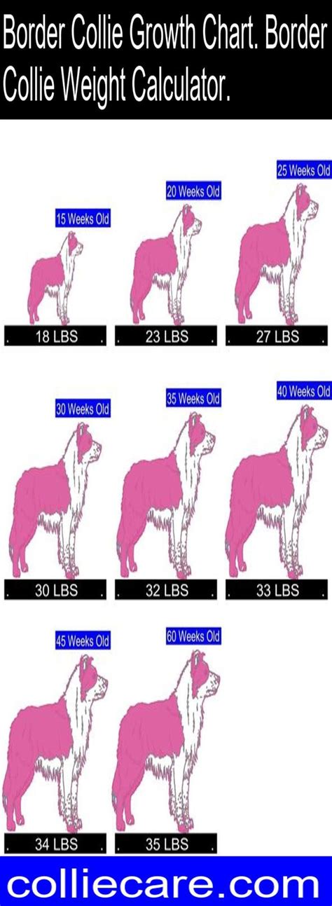 Border Collie Growth Chart. Border Collie Weight Calculator. | Border ...