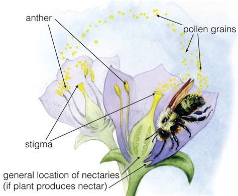 What is Pollination? | Bee City Canada