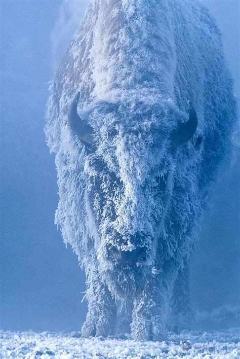 Stoicism: Winter Morning in Yellowstone National Park (U.S.) Tom Murphy ...