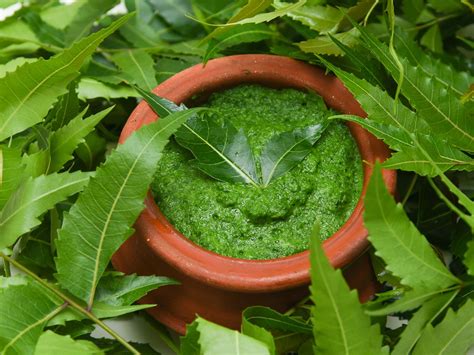 Why Neem is Important in Ayurveda and its Healthy Benefits- Ayurvalley ...