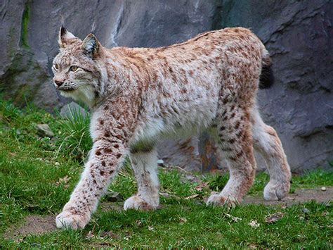 Eurasian Lynx: Solitary Predator with Unique Hunting Skills