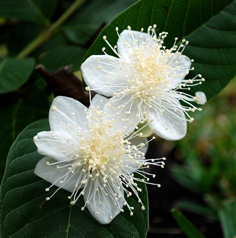 Plants & Flowers » Lemon Guava