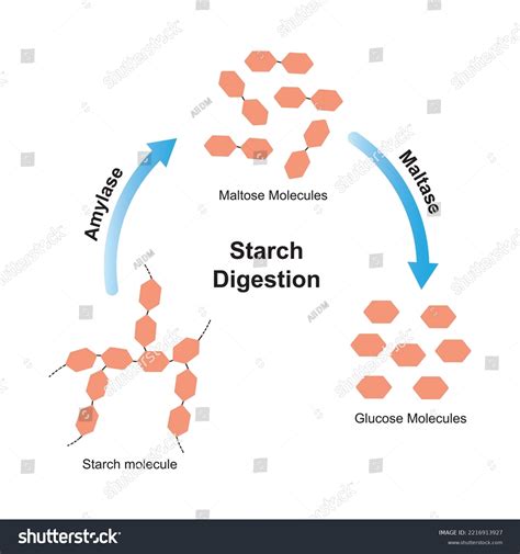 Scientific Designing Starch Digestion Amylase Maltase Stock Vector ...