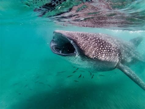 Swimming with Whale Sharks in The Philippines - Oslob and Donsol ...