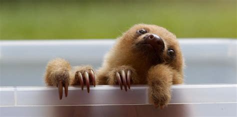 Pet Sloth: Legality, Feeding, and Housing Introduction | PetHelpful