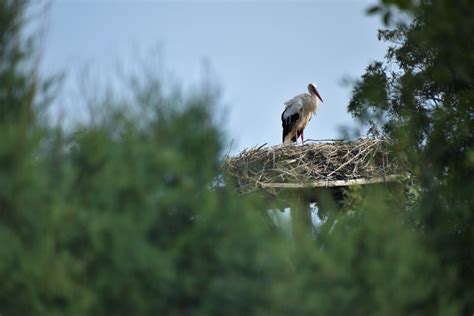 White stork nesting - ZooChat