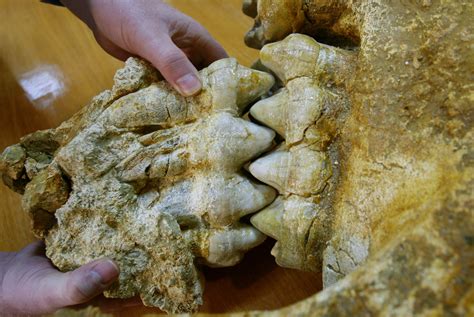 10,000-Year-Old Mastodon Tooth Found By Michigan Boy Is ‘Great Reminder ...