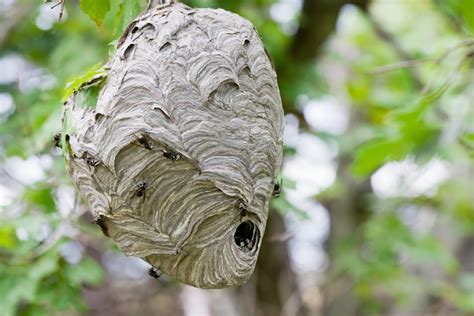 Bee Nest Identification | ABC Humane Wildlife Control and Prevention