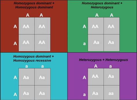 These Punnett Squares show the various outcomes of homozygous and ...