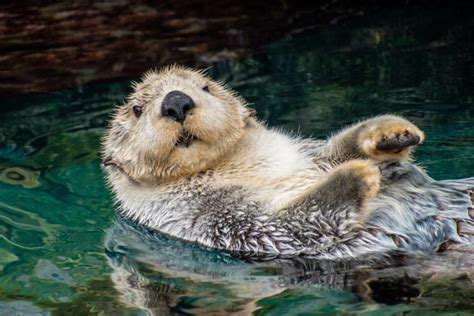 Do Otters Make Good Pets & Where Is It Legal to Own One