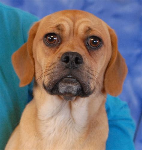 Muttley is a good-looking, very well-behaved young Puggle (Pug & Beagle ...