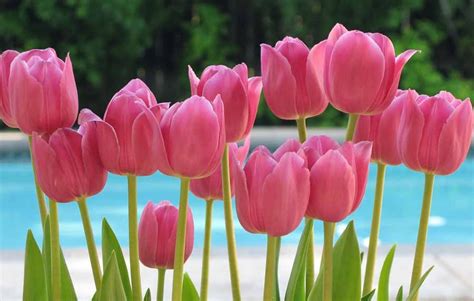 FLOWER SHOP: Pink tulips flowers.