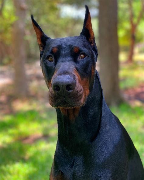 14 Strong Facts About Doberman Pinschers | PetPress