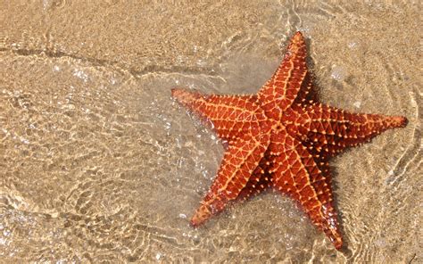 9 Cool Facts About Starfish