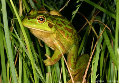 Growling Grass Frog (Litoria raniformis) – Gallery of Folklore ...