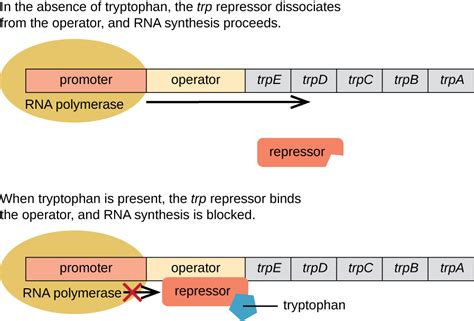 Gene Regulation: Operon Theory · Microbiology