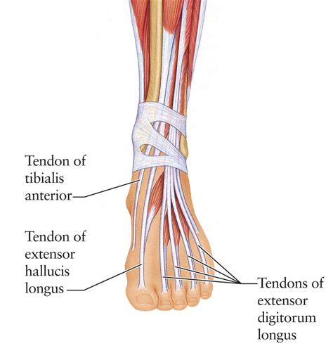 Extensor Tendons Foot Anatomy