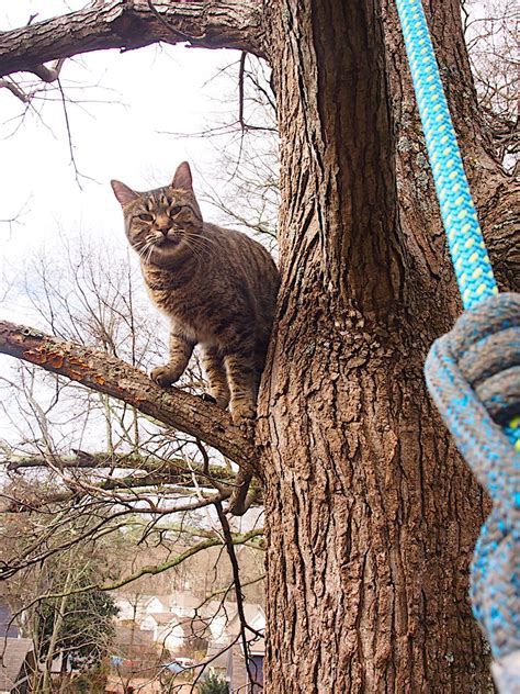 Treetop Cat Rescue