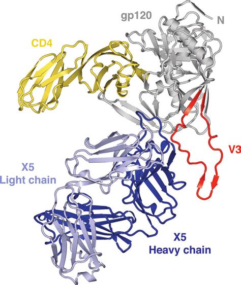 Structure of HIV-1 gp120 including the functionally highly relevant V3 ...