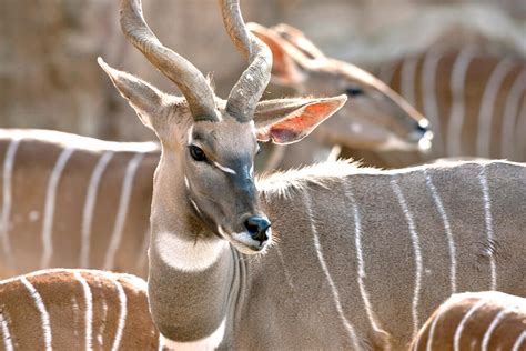 Animal With Curly Horns / 12 Horn Ideas / However, these amazing ...