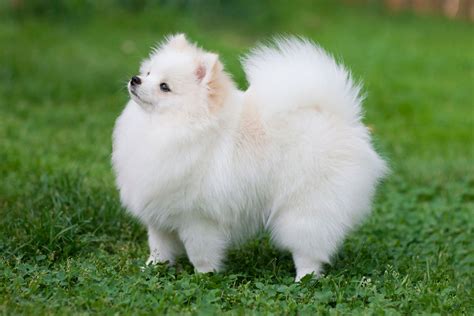 Pomeranian | Summary, Temperament, Barking, & Facts | Britannica