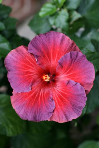 Chinese Hibiscus Stock Photo - Download Image Now - iStock