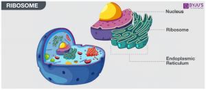 Are Ribosomes Made in the Nucleolus? - BYJU’S NEET