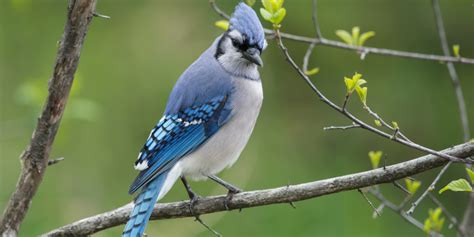 Blue Jay Symbolism: Are They A Good Or Bad Omen? | Simply Symbolism