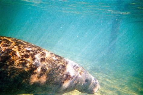 Manatee Swim | Swimming with the manatees in Homossasa FL | carvalho ...