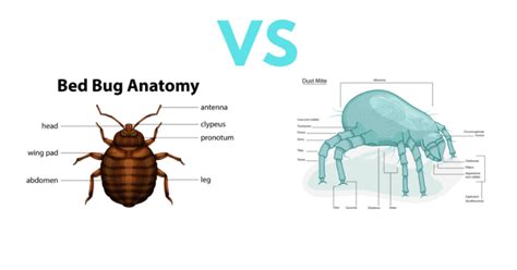 Dust Mites VS Bed Bugs: A Complete Guide with Photos