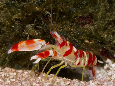 Randalls Pistol Shrimp (Alpheus randalli) - Aquarium Depot