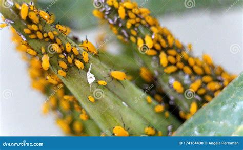 Yellow aphids stock photo. Image of rural, macro, plant - 174164438