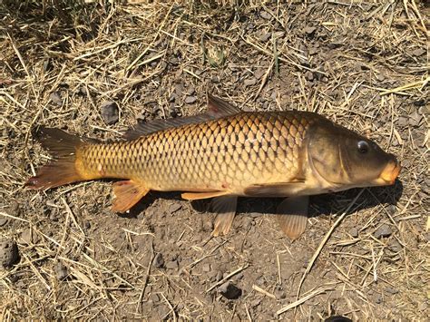 Species #70 — Common Carp | CaughtOvgard