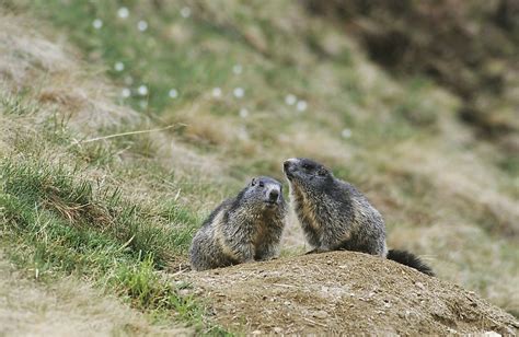 Animals Found in Switzerland - WorldAtlas