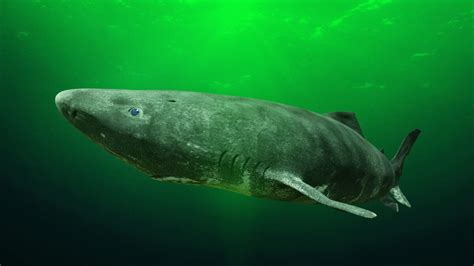 Greenland Shark: The World's Longest-Living Vertebrate