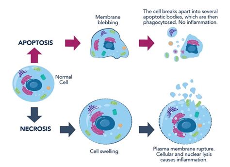 What is the difference between necrosis and apoptosis? | Proteintech Group