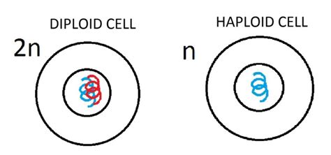 5 Important Difference between Haploid and Diploid Cells In Tabular ...