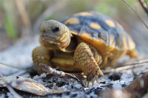 Gopher Tortoise | FWC